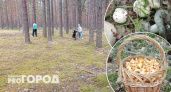 За сбор этих грибов россиянам грозят штрафы или до 9 лет тюрьмы