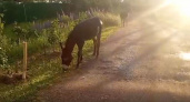 В Переславле разыскивают хозяев гуляющих ослов