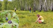 Главную ягоду долголетия начали собирать в ярославских лесах ведрами