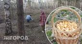 С детства неправильно научили собирать грибы: как нужно это делать