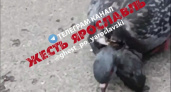 В центре Ярославля заметили двухголового голубя