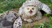 В ярославском зоопарке родились совята