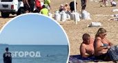 Отдыхающие в Анапе ярославцы засняли у берега выплывших дельфинов: "Как будто не было мазута!"