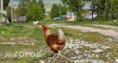 Всех кур необходимо убрать и заплатить штраф: содержать птиц на участке теперь строго запрещено