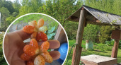 Клубника в форме бабочки выросла на огороде Ярославля