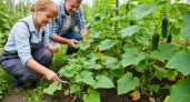 Добавляю йод в молоко и поливаю огурцы в июле: листья остаются зелеными — урожай растет непрерывно