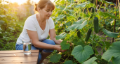 Стакан на ведро воды — и утренние заморозки огурцам не помеха: вырастают сладкими, сочными, хрустящими — словно с юга привезли
