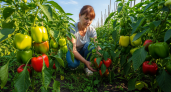 В середине июля перцы только этого и ждут: 3 ложки в ведро — и завязи крепкие, а плоды растут без остановки — до 10 кг урожая с куста