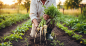 Забытый корнеплод, который превосходит морковь. 7 причин посадить на своём участке