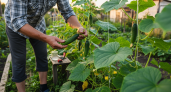 Стакан на ведро воды — и весенние заморозки огурцам не помеха: вырастают сладкими, сочными, хрустящими — словно с юга привезли