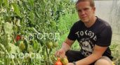 Огородник из Ярославля раскрыл секрет урожая сочных томатов: "Нужна газонокосилка"