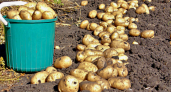 Как определить, что картошка созрела: пролежит до самой весны - лучшие даты для сбора урожая 