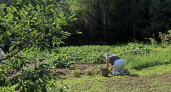 Опасный день для вашего урожая: когда даже опытные дачники не прикасаются к грядкам
