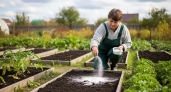 Дачники прячут от соседей этот кухонный секрет: одна горсть заменяет мешки удобрений