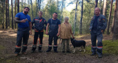 Гулявшая с собакой жительница Заволжского района пропала в лесу, увязнув в болотине