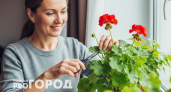 Обрезаю комнатную герань по правилу 3-5-7: за 28 дней – пышный куст без единого вытянутого стебля