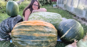 Жительница Рыбинска вырастила самую большую полевую тыкву в России