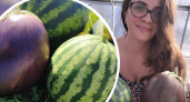 Огородница из Рыбинска вырастила баклажан-гигант весом почти в полтора килограмма