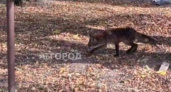 Лисы с признаками бешенства выходят к людям в Ярославском районе