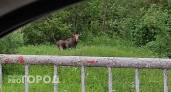 Под Ярославлем поймали московского браконьера