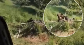  Медведица и медвежонок поселились рядом с домами ярославцев
