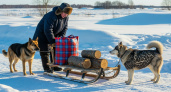 В Ярославле ищут погонщика собачьих упряжек