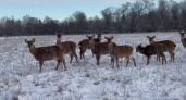 В Ярославле на Авито продают хозяйство с оленями