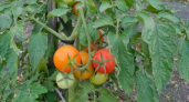 Томат, который кормит грядку: сладкий иммунный рекордсмен до 16 килограмм с квадрата