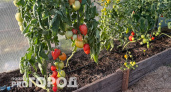Эти томаты плодоносят как пулемет даже в ужасное лето: для рассады беру первым делом