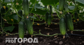 По 30 кг с куста: эти огурцы растут даже на Севере – плодоносят вплоть до заморозков