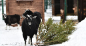 Ярославский зоопарк принимает живые ели для животных, кроме голубых 