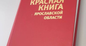 Темная улитка, малый лебедь и шмель моховой: кого добавят в Красную книгу Ярославской области
