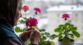 Один секрет в январе – герань забывает о болезнях и дарит море цветов за копейки