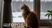 Почему кошка часами смотрит в окно: объяснение, которое должен знать каждый хозяин