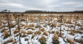 В Ярославской области сорняки «захватили» поле — власти принудили владельца к расчистке