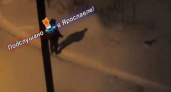  В Ярославле мужчина швырял собаку в снег