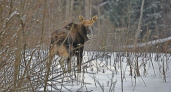 Браконьеру дорого обошлась охота под Рыбинском: за лося — почти полмиллиона