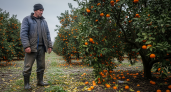 Фермер из Абхазии объяснил, почему готов потерять урожай мандаринов, но не торговать с Россией