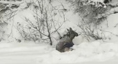 В деревне Борисоглебского района нашли раненого лося