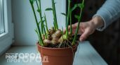 Купил корень имбиря в «Магните» и посадил дома: оказалось, что это самое быстрорастущее растение из всех
