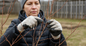 99% дачников ждут тепла и гробят сад: вот почему резать ветки надо в -5°С, а не в апреле