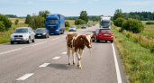 Фермера из Ярославской области наказали за телку, которая гуляла по трассе