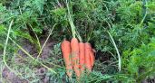 Морковь как из магазина: секреты полива, о которых молчат агрономы