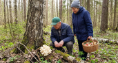 В Ярославской области введут штрафы за сбор краснокнижных грибов