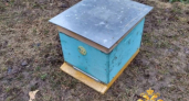 150 тысяч улетели с пчелами: полицейские раскрыли дерзкую кражу ульев в Борисоглебском районе