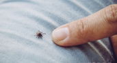 На дачном участке от клещей – лучше не найти:пара пшиков на одежду и ни одного паразита в радиусе километра