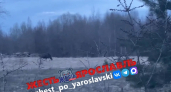 Специалист объяснил, почему лоси выходят в Ярославль