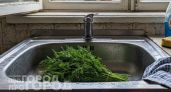 Перестаньте совершать эту ошибку с зеленью: как правильно обрабатывать укроп и петрушку для здоровья желудка