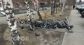 Не кормите голубей с 1 мая - это теперь административное дело с большими штрафами 