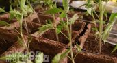 Добавляю ложку этого состава при поливе: рассада томатов и перцев становится коренастой за считанные дни